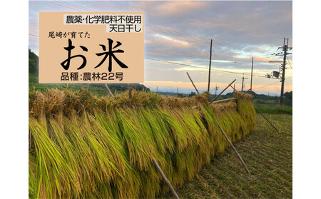 米粒が光る近江棚田米 農林22号白米5kg 天日干し 栽培期間中農薬・化学肥料不使用