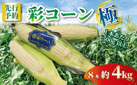 [先行予約]京都の白いとうもろこし「彩コーン 極」約4kg(ホワイトコーン とうもろこし2025 とうもろこし 16000円とうもろこし)