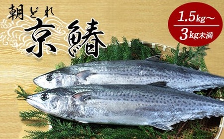 漁連直送!! 京鰆 1.5kg以上 鮮魚 1尾 朝獲れ 直送 天然 新鮮 鮮度抜群 冷蔵 ナマモノ 寒さわら 京都 舞鶴