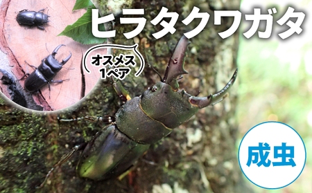 【2025年6月‐8月配送】 ヒラタクワガタ（成虫）オスメス1ペア ( 昆虫 飼育観察 自然採集 ヒラタクワガタ 夏休み 自由研究 生き物 自然環境学習 プレゼント 贈り物 ギフト )