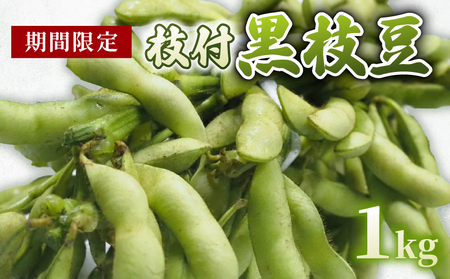 枝豆 京都府産 枝付き 黒枝豆 1kg (枝豆 冷蔵枝豆 黒枝豆 丹波黒枝豆 枝豆 