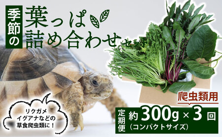 [爬虫類用][定期便3回] 季節の葉っぱ詰め合わせ セット 約 300g コンパクトサイズ ( 定期便 3カ月 草食 雑食 爬虫類 動物 ペットフード ペット リクガメ カメ イグアナ ごはん ご飯 おやつ 野菜 葉 葉野菜 旬 栄養 安心 新鮮 きよしファーム 南丹市 京都府 京都 )