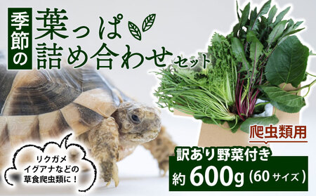 [爬虫類用] 訳あり野菜と季節の葉っぱ詰め合わせ セット 約 600g 60サイズ ( 訳あり 野菜 草食 雑食 爬虫類 ペットフード ペット リクガメ カメ イグアナ 動物 ごはん ご飯 おやつ 葉 葉 旬 栄養 安心 新鮮 きよしファーム 南丹市 京都府 京都 )