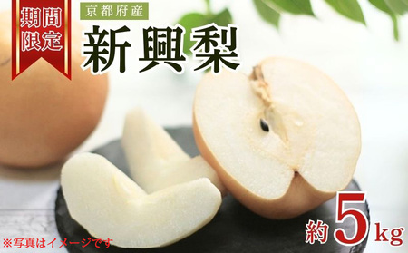 [先行予約]京都府産 新興梨 6〜14玉入 約5kg [数量限定]梨園直送! / 果物 くだもの フルーツ 農家直送 シャリシャリ もぎたて 秋 旬 お取り寄せ ※2025年10月半ばより順次発送