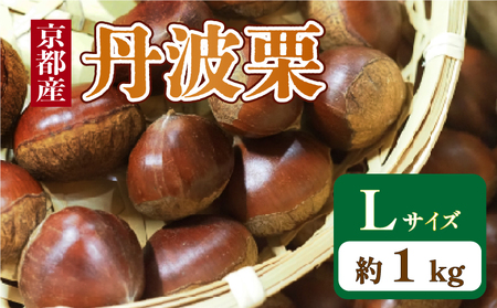 京都府産 丹波栗 1kg Lサイズ 栗 大粒 秋 旬 味覚 くり 国産 丹波ぐり 丹波くり 生栗 生ぐり 和栗 生くり 京都 京都府 JA JA京都
