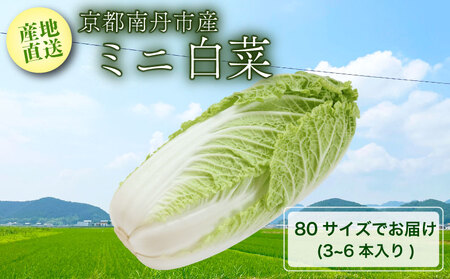 [先行受付][産地直送] ミニ白菜 80サイズ 3~6本入り [12月中旬以降順次発送]