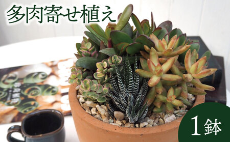 京都 多肉 寄せ植え テラコッタ 多肉植物 植物 インテリア 観葉植物