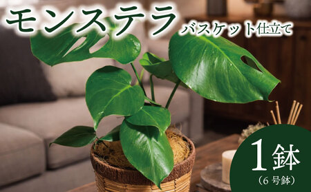 京都 モンステラ バスケット仕立て 植物 インテリア 観葉植物