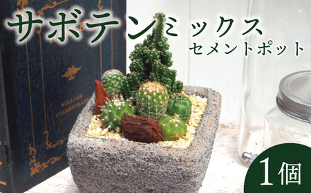 サボテン セメントポット 京都 植物 インテリア 観葉植物