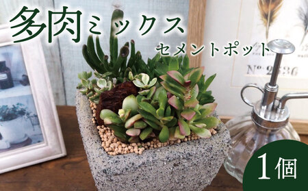 多肉 ミックス セメントポット 京都 植物 インテリア 観葉植物 多肉植物