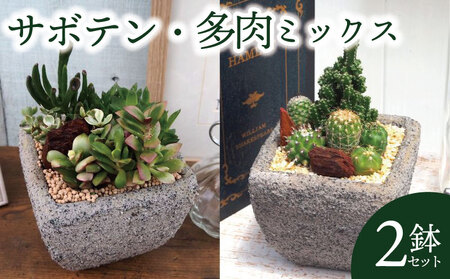 京都 サボテン 多肉 ミックス セメントポット 2鉢 セット 植物 インテリア 観葉植物
