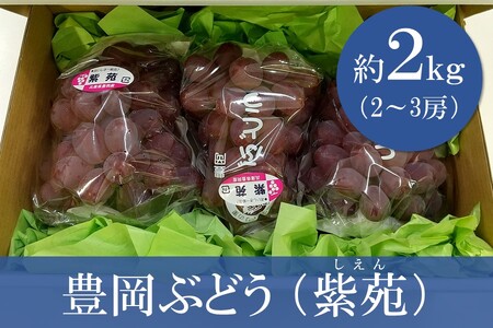 【先行予約】 【期間限定】 【数量限定】 豊岡ぶどう（紫苑） 約2kg 【2024年10月下旬から順次発送予定】 ／ 兵庫県 紫苑 フルーツ 大粒 ぶどう 葡萄 ブドウ 果物 人気 新鮮 高級 ギフト 兵庫県産 豊岡市産 贈答 くだもの 期間限定 令和6年 2024年発送