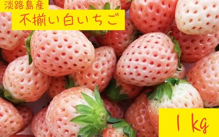 [不揃い] [訳あり] 淡路島産 白いちご 無選別(約1kg) 苺イチゴ strawberry / いちご フルーツ 果物 果実 くだもの 国産 冷蔵