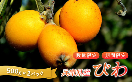 [数量限定] びわ 兵庫県産 1kg 小分け 500g 2パック