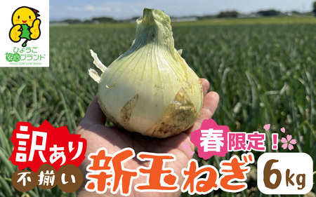 淡路島 新玉ねぎ 6kg 訳あり サイズ不揃い 簡易箱でお届け / 新玉ねぎ