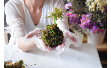 インテリアにもピッタリ！苔玉作り体験チケット