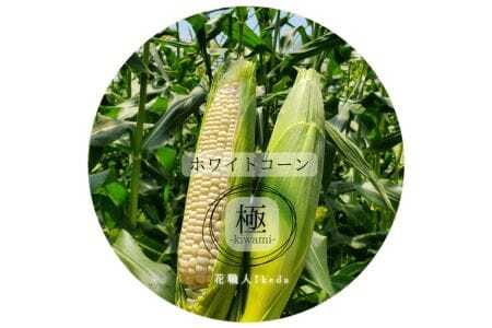 ホワイトコーン極-Kiwamiー(大)