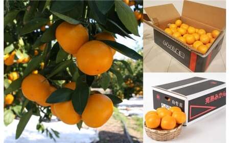 [定期便] みかん定期便食べ