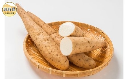 訳あり鳥取砂丘長芋 2.5kg[数量限定]