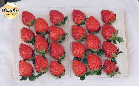 B25-087 【希少品種・鳥取県限定ブランド】とっておき苺（約500g）