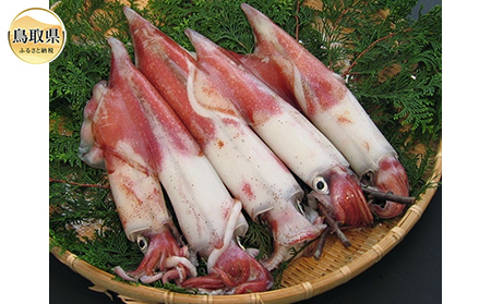 鳥取県産 白いか(お刺身用)セット[期間限定]_T2600082