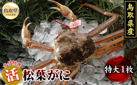 鳥取県産 活松葉がに[期間限定]