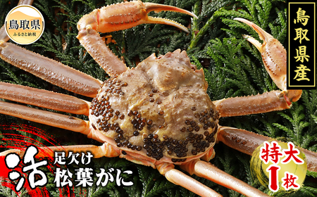 鳥取県産 活足欠け松葉がに[期間限定]