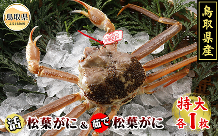 鳥取県産 活松葉がに&茹で松葉がに[期間限定]