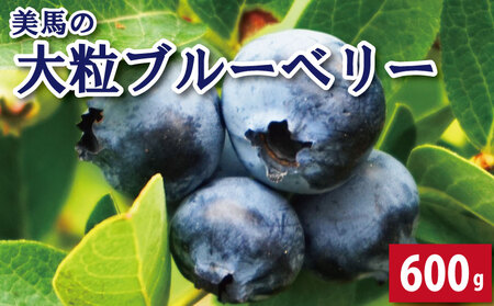 ブルーベリー 大粒 600g 100g × 6パック 6月から7月末まで発送 果物 フルーツ デザート 旬 新鮮 季節 夏 人気 ケーキ おすすめ ギフト プレゼント 贈答 贈り物 家庭用 期間限定 送料無料 美馬 徳島
