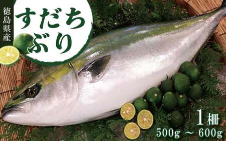 すだちぶり 柵状 500g 〜 600g 2025年10月から発送 すだちぶり すだちぶり すだちぶり すだちぶり すだちぶり