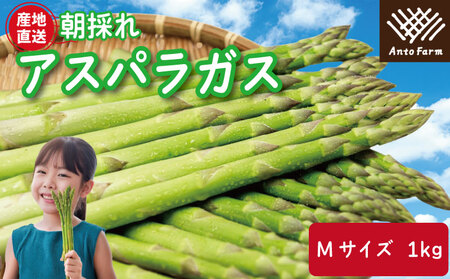 アスパラガス Mサイズ 1kg 2025年 3月から9月末まで発送 せいくらべ アスパラ 季節 春 野菜 新鮮 旬 煮物 炒め物 漬物 鍋 味噌汁 家庭用 弁当 惣菜 おかず 健康 栄養 Anto Farm 阿南 徳島