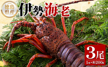 �ɐ��C�V 200g 3�� �V�R �ɐ��C�V