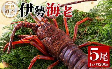 y ɐCV z ɐCV 200g×5 1000g