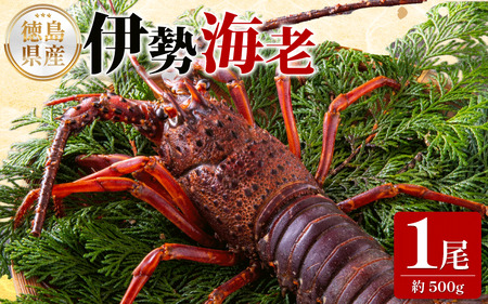 �y �ɐ��C�V �z �ɐ��C�V 500g 1��