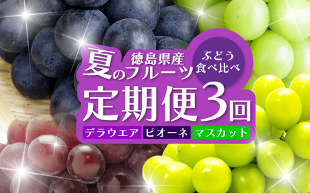 フルーツ 定期便 全3回 ぶどう 食べ比べ