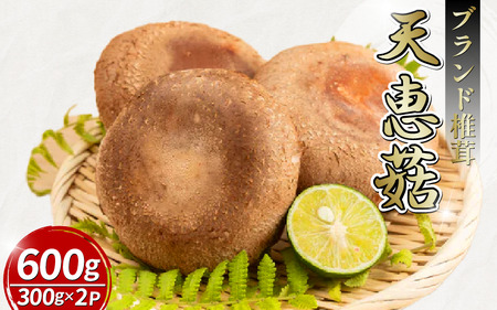 【11月順次発送】　天恵菇 椎茸 300g×2P しいたけ