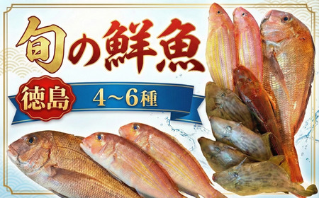 鮮魚 お試し 4〜6種 徳島県産 鮮魚