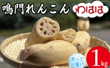 鳴門れんこん 1kg れんこん