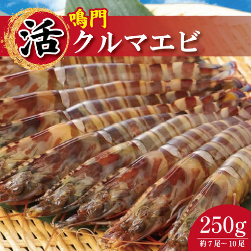 [指定日必須] 活き車海老 250g 約7尾〜10尾 クルマエビ