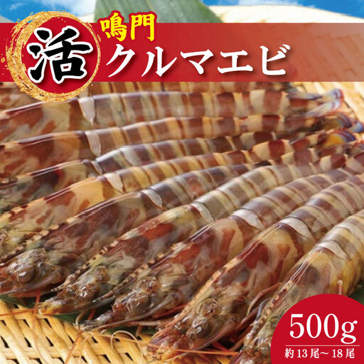 【指定日必須】 活き車海老 500g 約13尾～18尾 クルマエビ