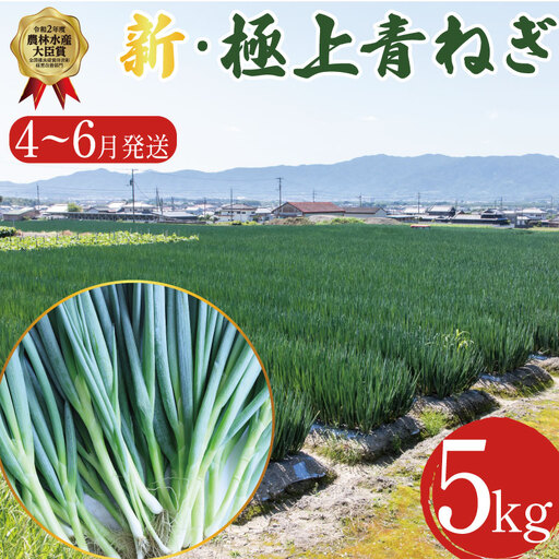 [4月〜6月まで発送]青ねぎ 5kg ネギ 葱 極上 薬味 国産