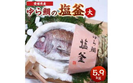 ゆら鯛の塩釜(大)1個 約5.9kg ゆら鯛 真鯛 たい タイ 鯛 塩釜焼き 塩釜 魚 魚介類 海鮮 祝い事 お祝い ハレの日 食品 冷蔵 宝水産 国産 由良半島 愛媛県[えひめの町(超)推し!(愛南町)](295)