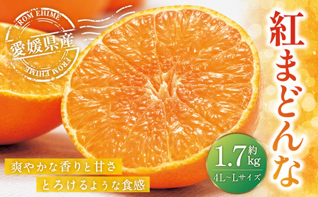 愛媛の旬の柑橘 「紅まどんな」約1.7kg 4L〜Lサイズ 6〜10個 紅まどんな 果物 くだもの フルーツ 柑橘 かんきつ 愛媛果試第28号 常温 国産 愛媛県 (11)[12月頃発送]