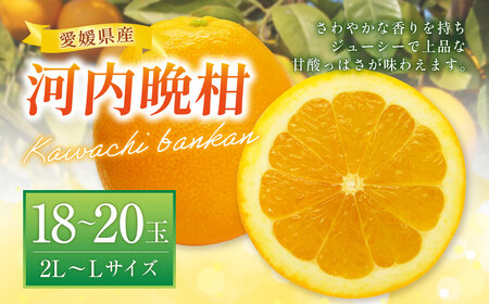 河内晩柑 (宇和ゴールド) 2L〜Lサイズ 晩柑 ばんかん 柑橘 果物 くだもの フルーツ (522) [2025年4月上旬〜2025年5月上旬発送予定]