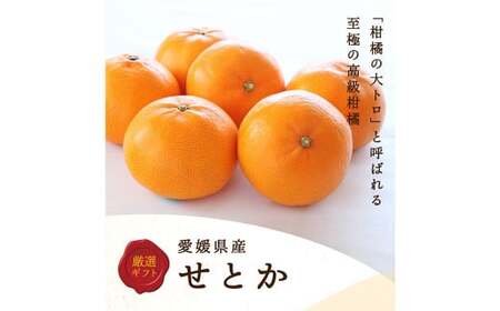 せとか 4L〜L 約3kg 化粧箱入り みかん ミカン 蜜柑 果物 くだもの フルーツ 柑橘 [2025年2月下旬-4月下旬発送予定](820)