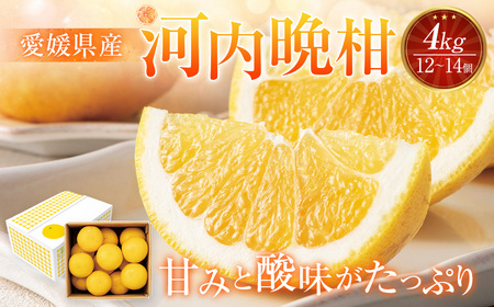 愛媛県産 河内晩柑 4kg(12〜14個) 晩柑 果物 フルーツ [2025年5月下旬〜6月上旬発送予定](873)