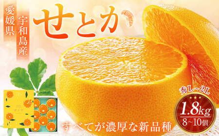 [先行予約] 愛媛県 宇和島産 せとか 秀L〜2Lサイズ 1.8kg (8〜10個) みかん 果物 フルーツ [2026年3月上旬〜3月下旬発送予定](870)