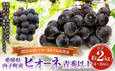 内子町産 ピオーネ 青秀以上 4〜6房 約2kg [2025年8月下旬〜9月下旬迄発送] [えひめの町(超)推し!(内子町)](446)