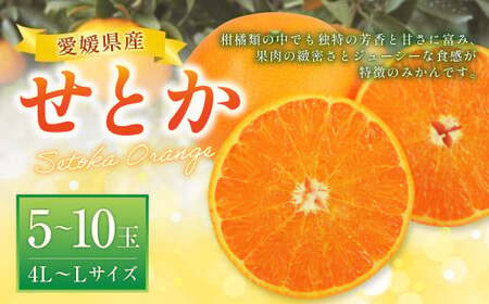 せとか 4L〜Lサイズ みかん 蜜柑 柑橘 果物 くだもの フルーツ [2026年2月下旬〜2026年3月下旬発送予定](521-1)
