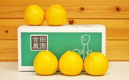 �y2026�N4����{��菇�������z�����p �͓��ӊ� 5kg�y���Ђ߂̒��i���j�����I�i���쒬�j�z(382-1)